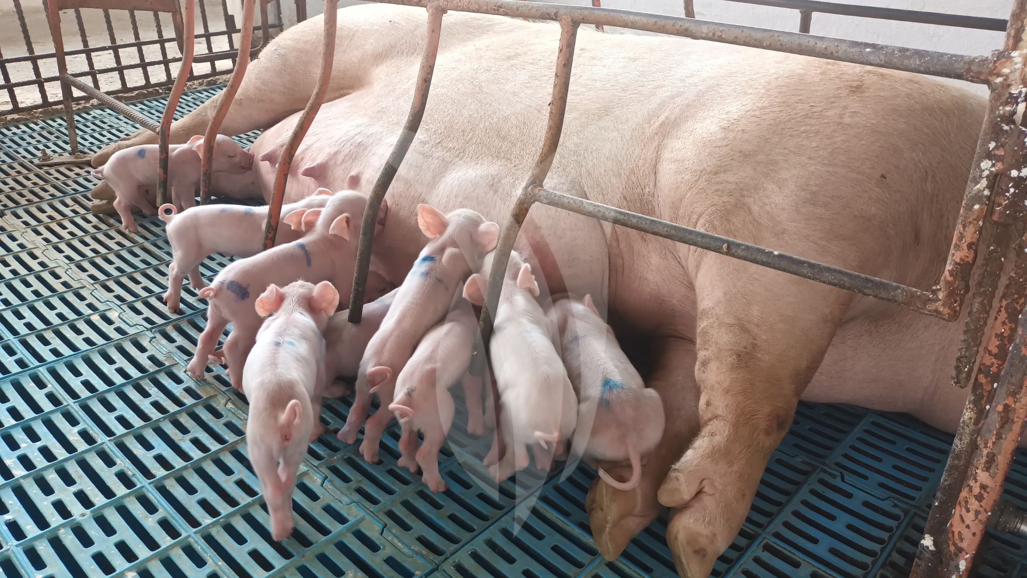 Déficit nutricional en cerdas Inagrofar 01
